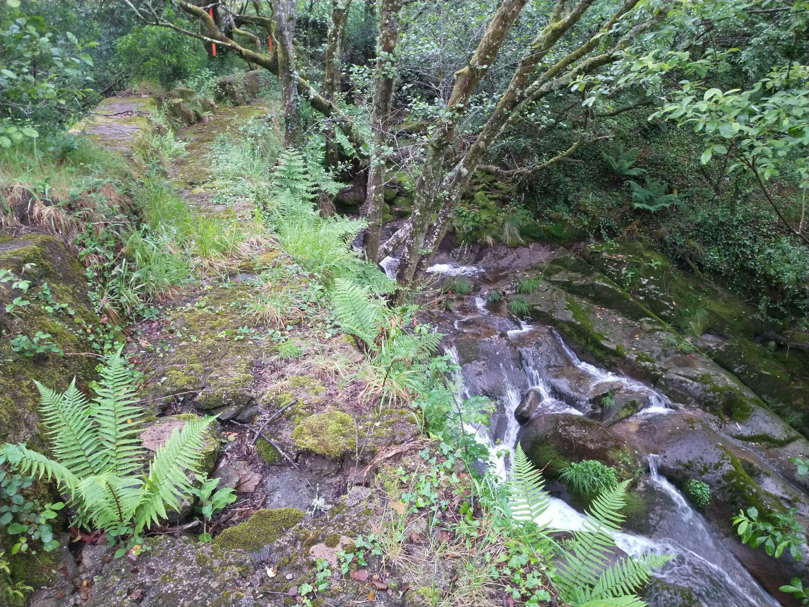 entrando no bosque